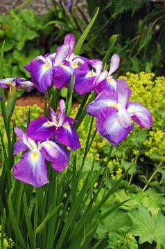 Purple iris Stock Photos