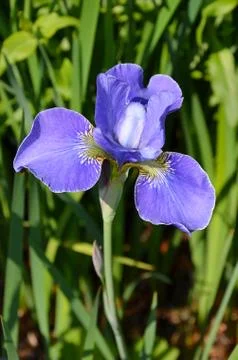 Purple iris Stock Photos