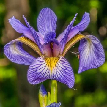 Purple iris Stock Photos