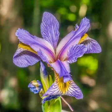 Purple iris Stock Photos