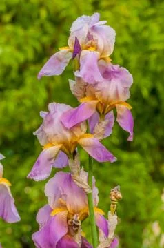 Purple iris Stock Photos