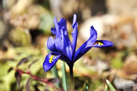 Purple iris Stock Photos