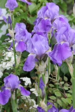 Purple Iris Foto stock