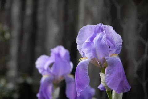 Purple Iris 스톡 사진