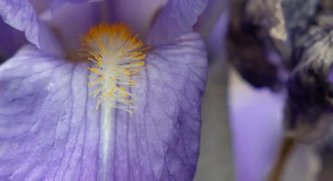 Purple Iris 스톡 사진