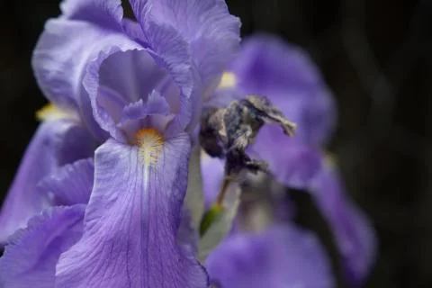 Purple Iris Stock Photos