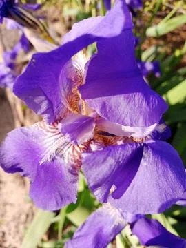 Purple Iris Stockfoto's