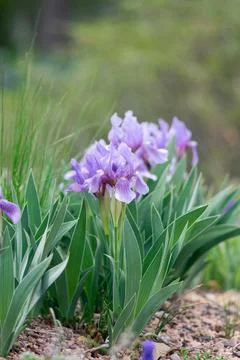 Purple Iris Plants Foto stock
