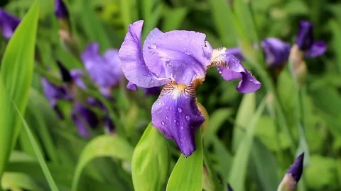 Purple iris in the rain. Stock Footage 76494055