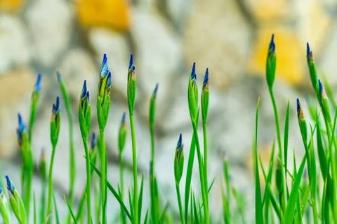 Purple iris ready to bloom Stock Photos