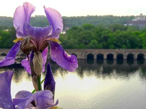 Purple iris on the river background Stock Photos