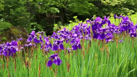 Purple iris swaying in the wind Stock Footage 243430398