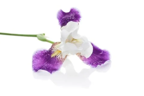 Purple iris on a white background. Isolated object Stock Photos
