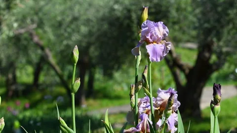 Purple irises in bloom blowing in the wind in a garden with olive trees Stock Footage 240484360