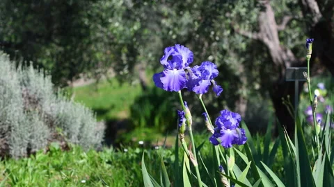Purple irises in bloom blowing in the wind in a garden with olive trees Stock Footage 240484437