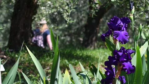 Purple irises in bloom blowing in the wind in a garden with olive trees Stock Footage 240484528