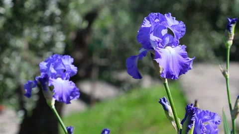 Purple irises in bloom blowing in the wind in a garden with olive trees Stock Footage 241930892