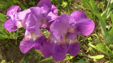Purple irises bloom Video stock 158091544
