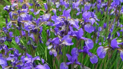 Purple irises flowers Stock Footage 196158507
