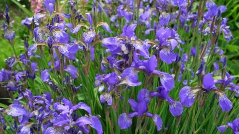 Purple irises flowers Stock Footage 196221258
