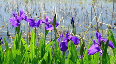 Purple irises. Stock Footage 24641634