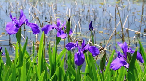 Purple irises. Stock Footage 24865837