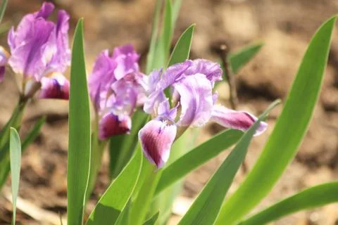 Purple irises Stock Photos