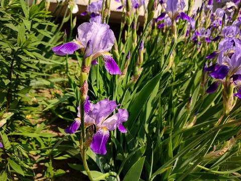 Purple irises Stock Photos