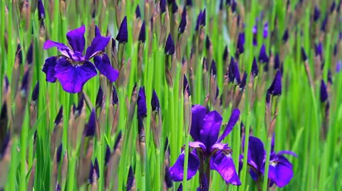 Purple irises waving in the wind. Stock Footage 38567386