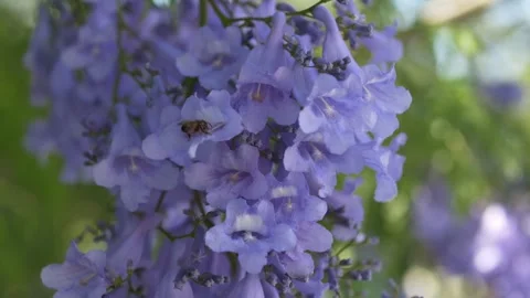 Purple jacaranda blossoms attracting bee in sunny outdoor setting, ideal for Vídeo Stock 335875175