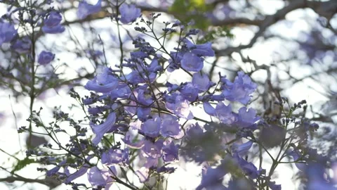 Purple jacaranda blossoms framed by tree branches create romantic floral scenery 스톡 동영상 335653581