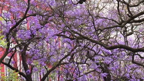 Purple jacaranda branches with red building background.Summer in Lisbon,Portugal Stock Footage 311197182