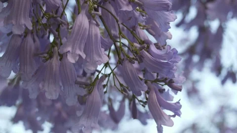 Purple jacaranda canopy viewed from below against sky reveals stunning Jacaranda Stock Footage 335652753