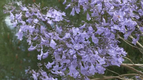 Purple jacaranda flowers move softly on blooming branches under daylight Stock Footage 335806400