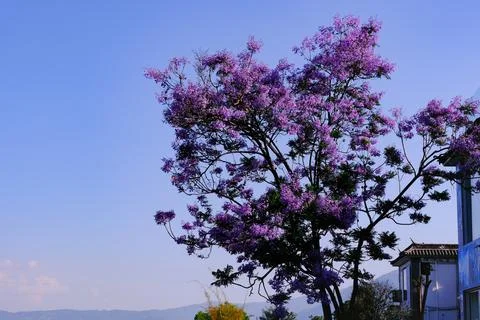 Purple jacaranda tree blooming under blue sky Stock Photos