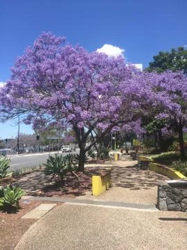 Purple Jacaranda tree Stock Photos
