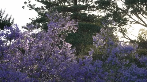 Purple jacaranda trees in bloom, Sydney Stock Footage 321610769