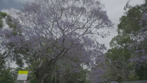 Purple Jacaranda Trees Lining Residential Road in Sydney New South Wales Austral Stock Footage 341677461