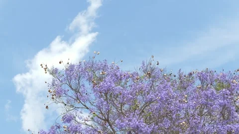 Purple jacaranda trees under bright Lisbon sky create Mediterranean spring Stock Footage 335655674
