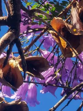 Purple jacarandas bloom on the streets of Buenos Aires. Foto stock