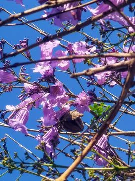 Purple jacarandas bloom on the streets of Buenos Aires. Stock-Fotos