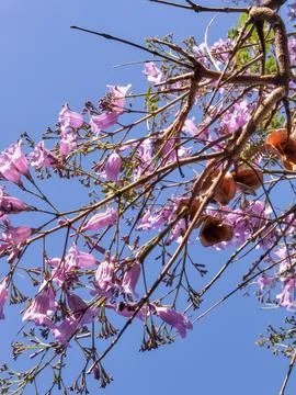 Purple jacarandas bloom on the streets of Buenos Aires. Stock Photos