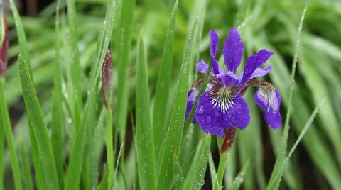 Purple Japanese Iris Stock Footage 35657262