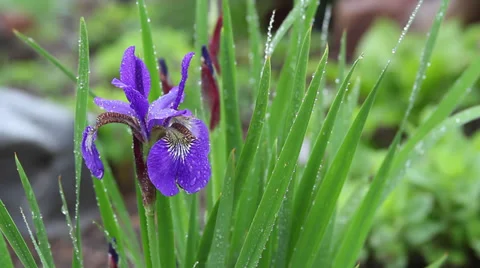 Purple Japanese Iris 動画素材 35657276