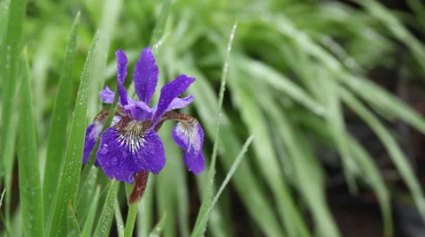 Purple Japanese iris Stock Footage 35657326