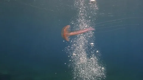 Purple Jellyfish and Bubbles Video stock 96866862