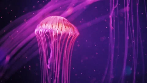 Purple jellyfish Stock Footage 316015347