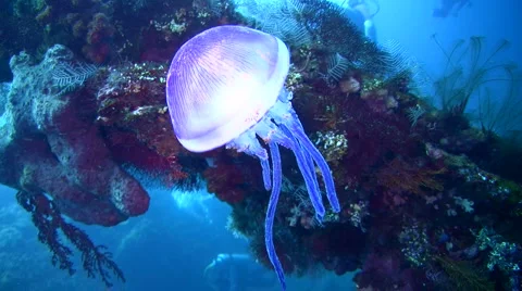 Purple jellyfish on the Liberty Wreck Stock Footage
