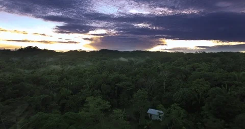 Purple Jungle Sunset Stock Footage 91470304