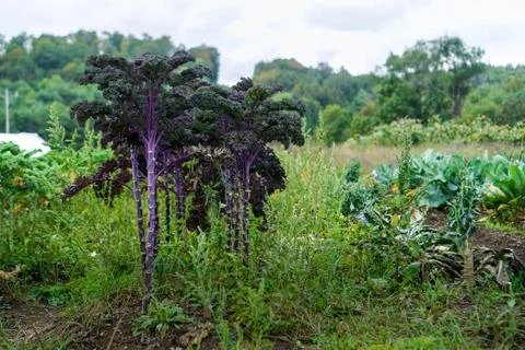 Purple Kale Stock Photos